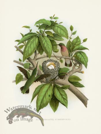 Thomas Gentry Bird 31